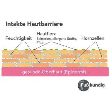 Epidermis gesund